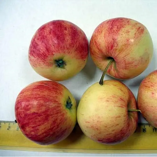 Описание яблони Уралец